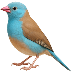 Blue-capped Cordon-bleu